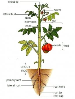 Plant and its own components